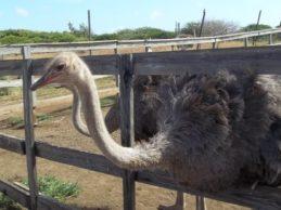 Ostrich Farm